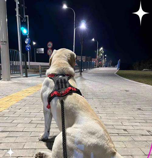 饲养拉布拉多幼犬的指南（从小狗到忠实伙伴，关键在于正确的养育方式）