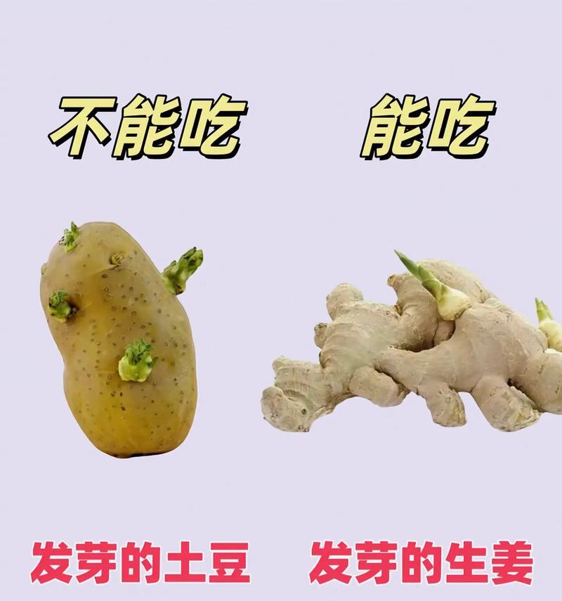 狗狗每日饮水量科学解析与水分摄入关键全攻略