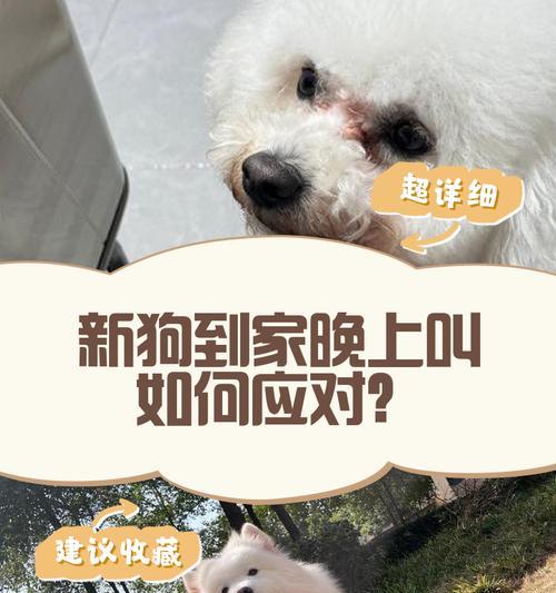 狗狗夜晚不停叫原因与解决方法全解析