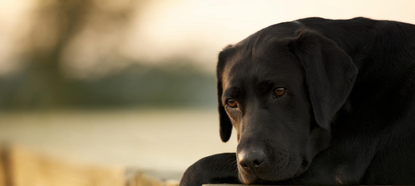 拉布拉多犬饲养全攻略：健康陪伴与科学照顾