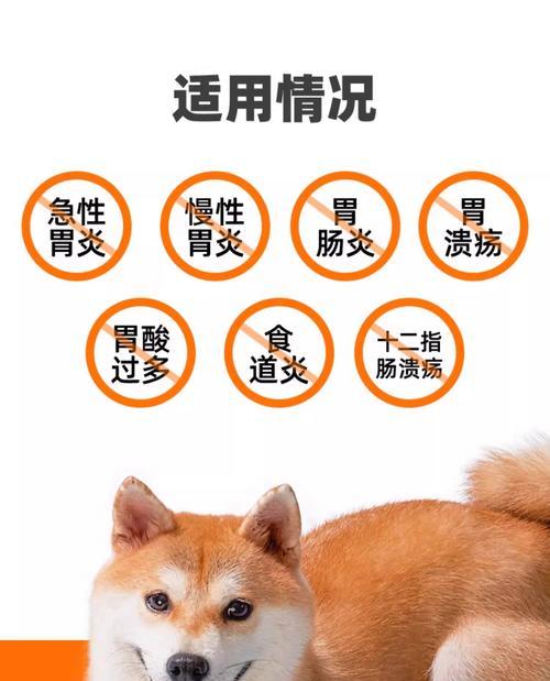 狗肠胃炎恢复期饮水指南：时间与方式全解析