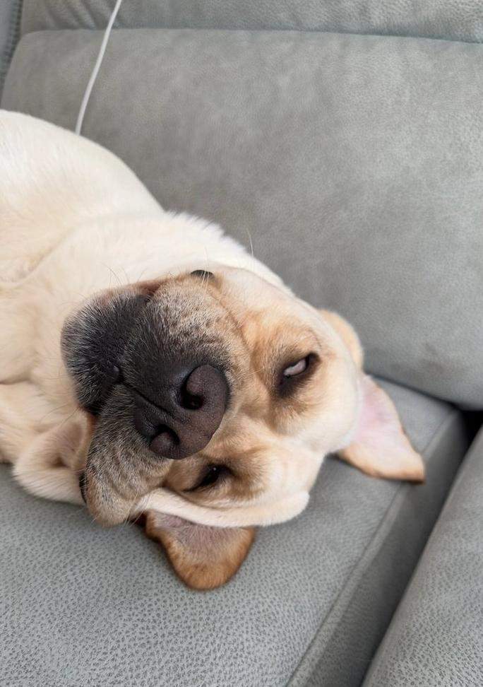 拉布拉多犬饲养全攻略：健康陪伴与科学照顾