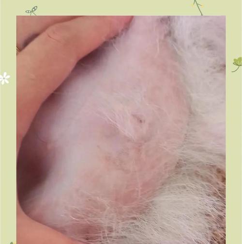 狗狗药浴的最佳时机与效果评估指南