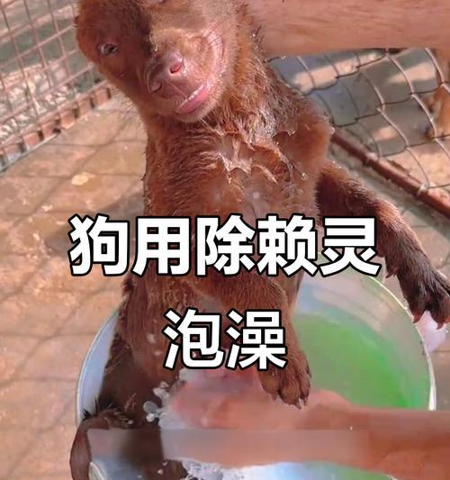 狗狗药浴的最佳时机与效果评估指南