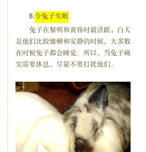 兔子对主人的不满表现及原因解析