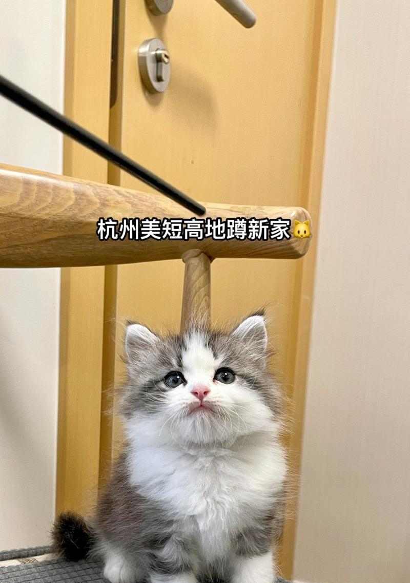 美国短毛猫驱虫周期与科学护理指南