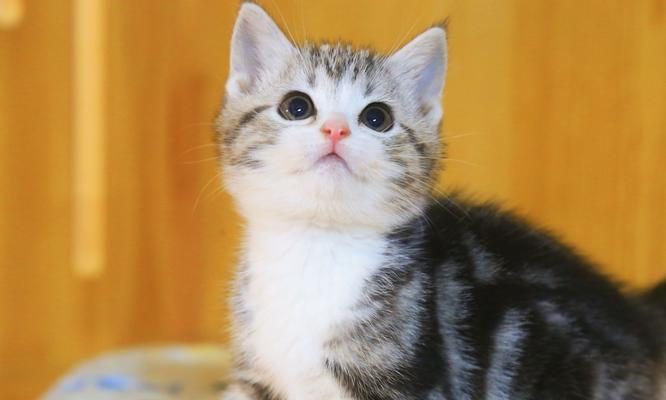美国短毛猫驱虫周期与科学护理指南