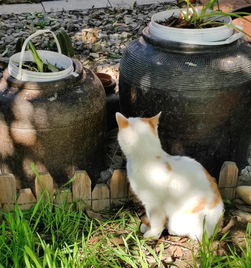 小猫晒太阳的正确时间与注意事项