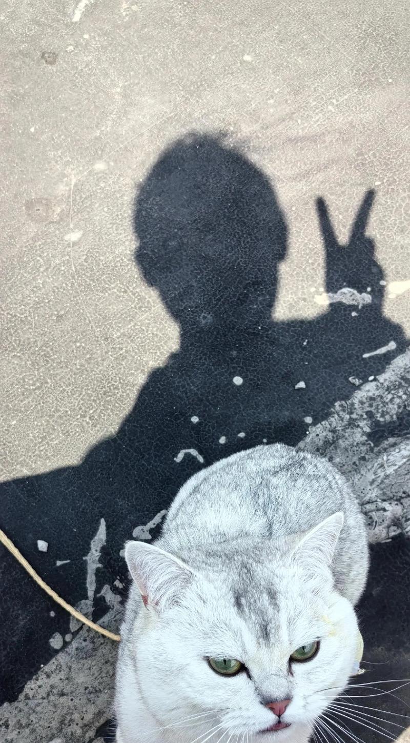 小猫晒太阳的正确时间与注意事项