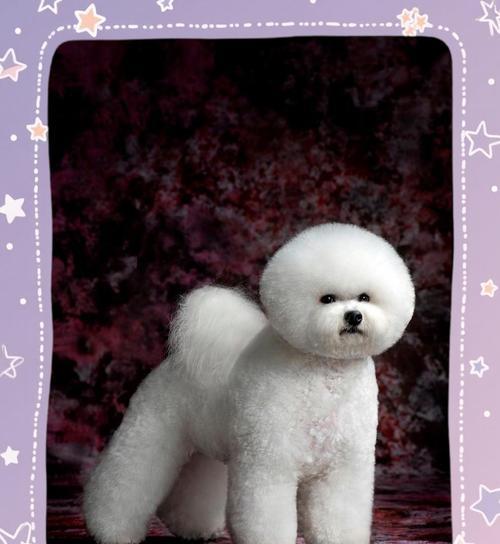 比熊犬一生五大时期饲养指南