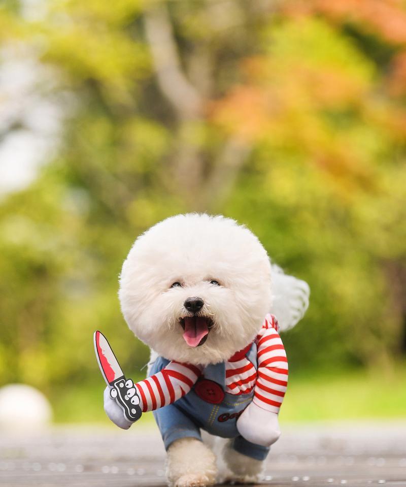 比熊犬一生五大时期饲养指南