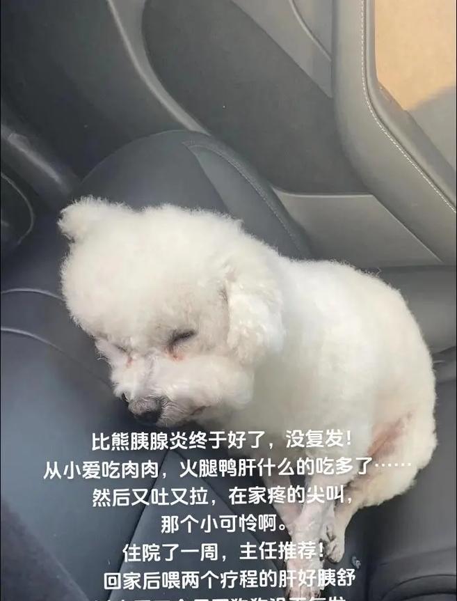 比熊狗狗呕吐黄液的原因及健康护理指南