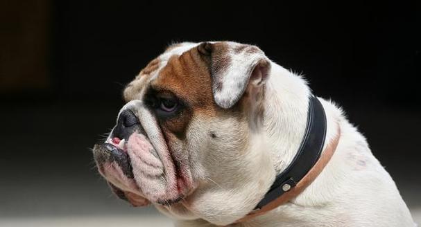 法国斗牛犬价格高的深层原因解析