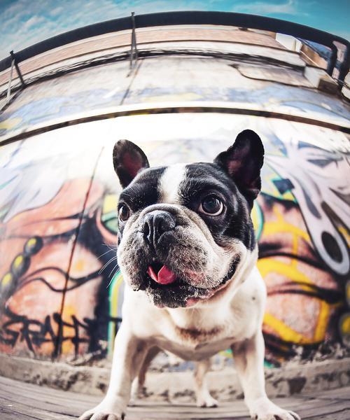 法国斗牛犬价格高的深层原因解析