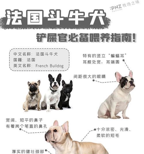 法国斗牛犬价格高的深层原因解析