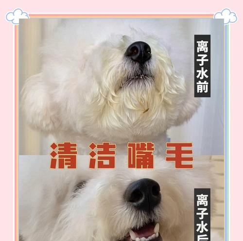 比熊狗狗呕吐黄液的原因及健康护理指南