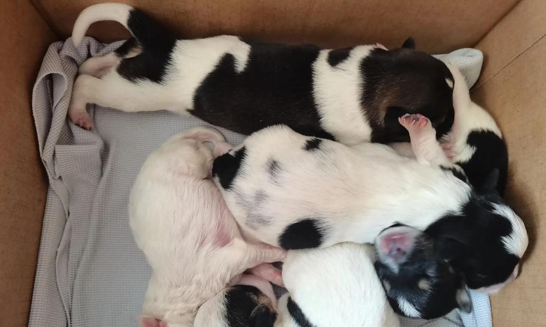 母狗绝育后恢复周期及护理要点全解析