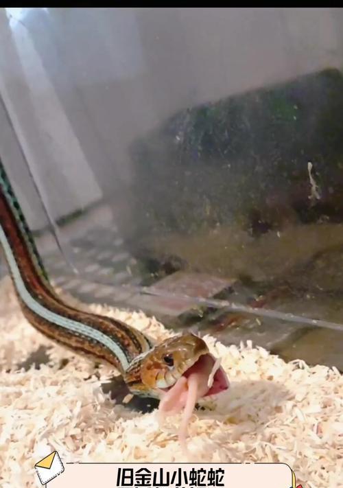 世界上最小的蛇有哪些？揭秘微小生物的魅力