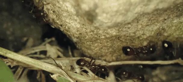 世界上最小的蛇有哪些？揭秘微小生物的魅力