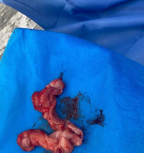 母狗绝育后恢复周期及护理要点全解析