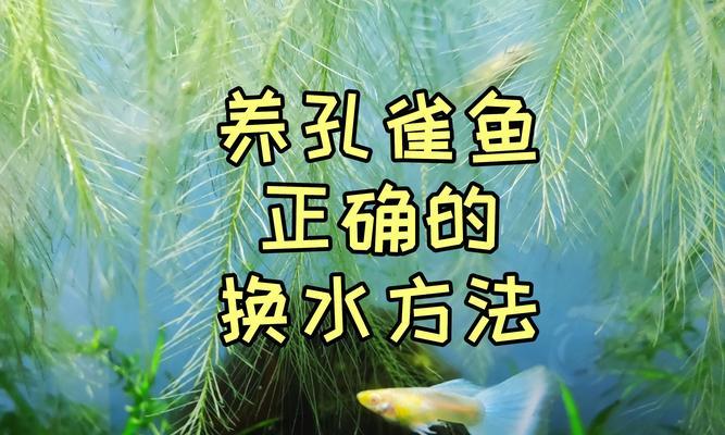 孔雀鱼繁殖周期全解析：产卵时间与方式