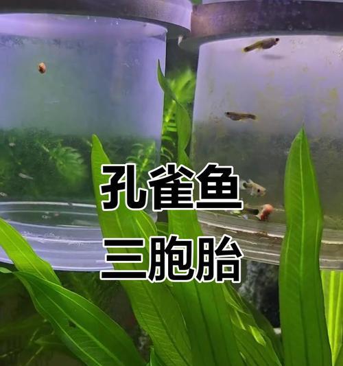 孔雀鱼繁殖周期全解析：产卵时间与方式
