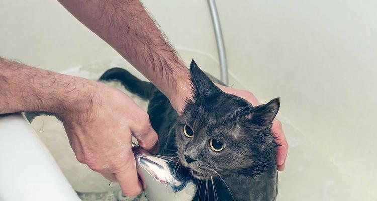 猫咪洗澡指南：最佳时间与正确方法全解析