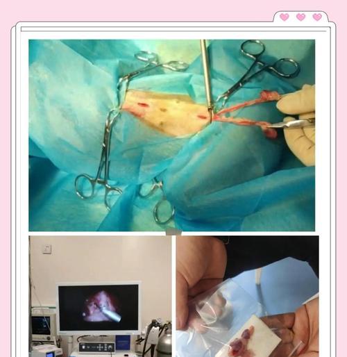 母狗绝育后恢复周期及护理要点全解析