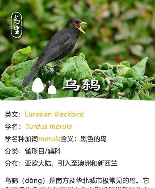 农村常见七种鸟类生态角色与栖息地特征