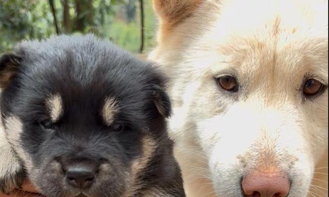 母狗生育间隔对健康的影响及科学养护建议