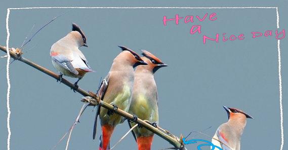 农村常见七种鸟类生态角色与栖息地特征