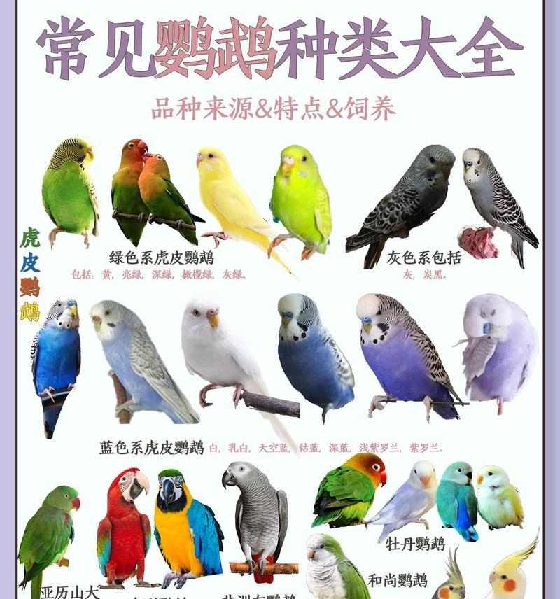 农村常见七种鸟类生态角色与栖息地特征