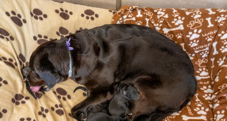 母狗生育间隔对健康的影响及科学养护建议