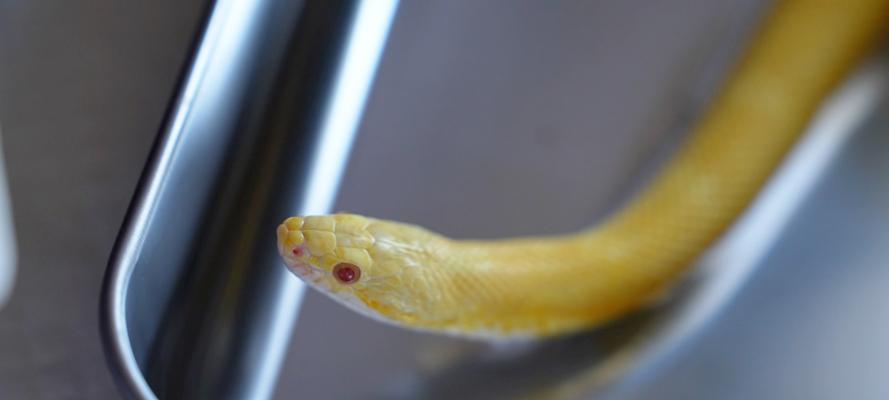 世界上最小的蛇有哪些？揭秘微小生物的魅力