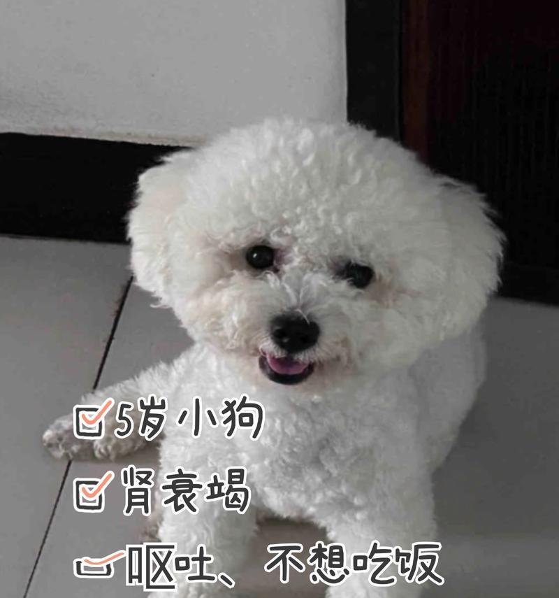 比熊狗狗呕吐黄液的原因及健康护理指南