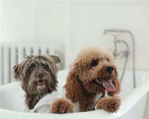 贵宾洗澡时间的合理安排（掌握贵宾洗澡频率，让毛发更健康）