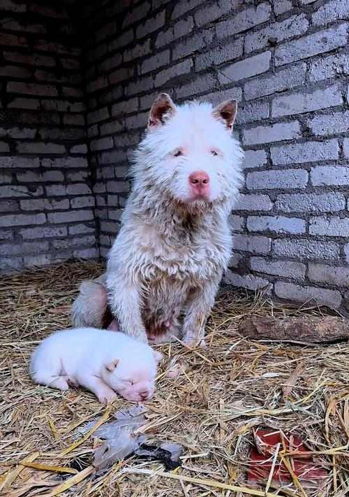 狗的怀孕周期及生产时间（从配种到分娩，了解狗的繁殖过程）