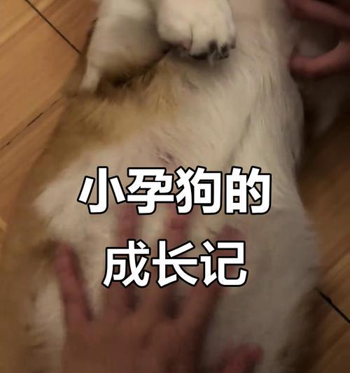 狗的怀孕周期及生产时间（从配种到分娩，了解狗的繁殖过程）