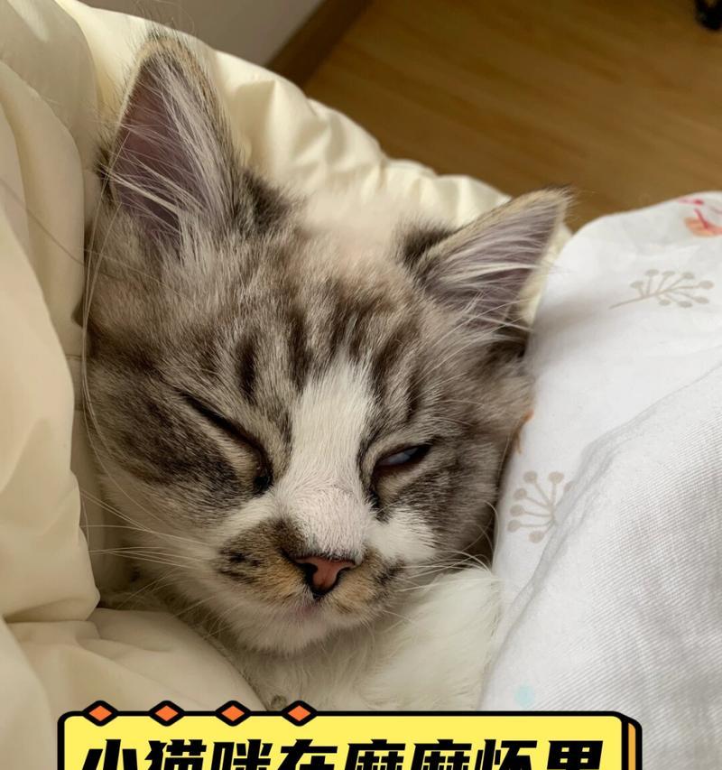 猫的睡眠习惯解析（探索猫咪为何如此爱睡及其对生活的影响）