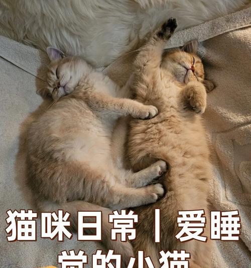 猫的睡眠习惯解析（探索猫咪为何如此爱睡及其对生活的影响）