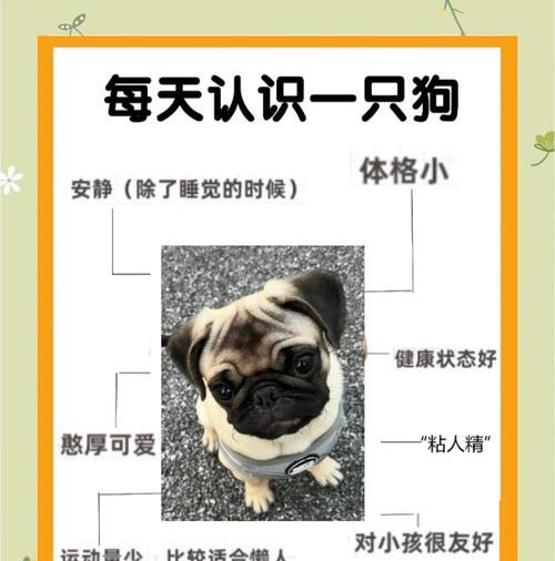 夏天巴哥犬洗澡的最佳频率（为你的巴哥犬提供清爽的夏日护理）