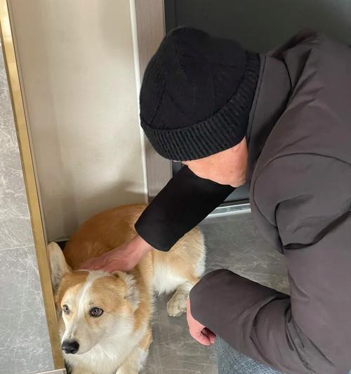 狗死后身体僵硬的时间及原因（揭秘狗死后身体僵硬的奥秘）