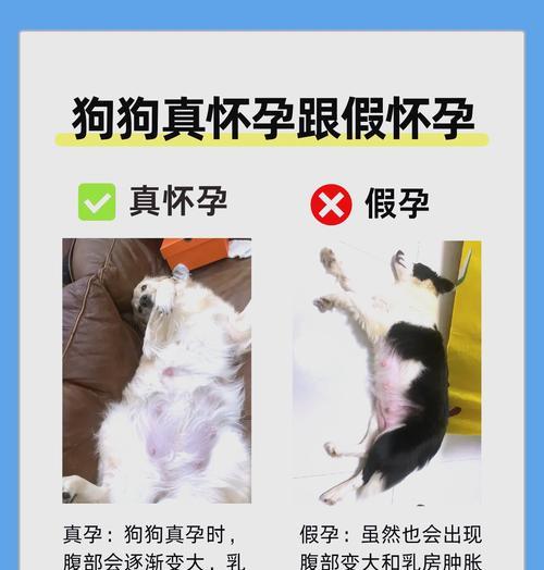 小狗怀孕症状与科学护理指南