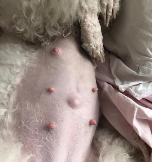 小狗怀孕症状与科学护理指南