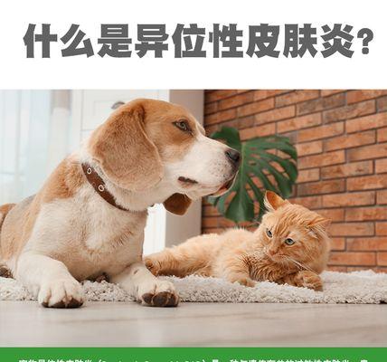 猫异位性皮炎治疗周期及有效管理方法
