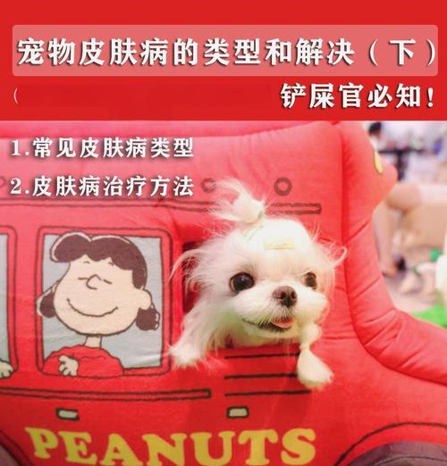 猫异位性皮炎治疗周期及有效管理方法