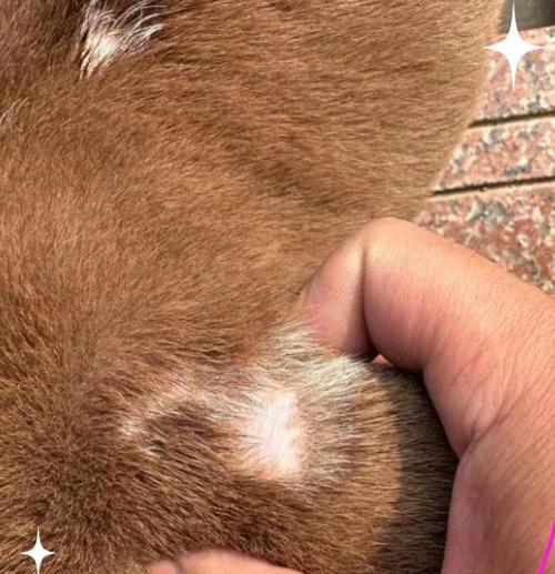 狗狗癣治疗需要多长时间？分阶段解析与护理要点