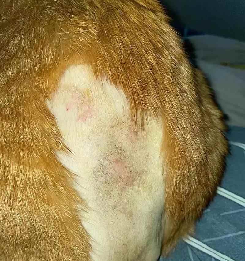 狗狗癣治疗需要多长时间？分阶段解析与护理要点