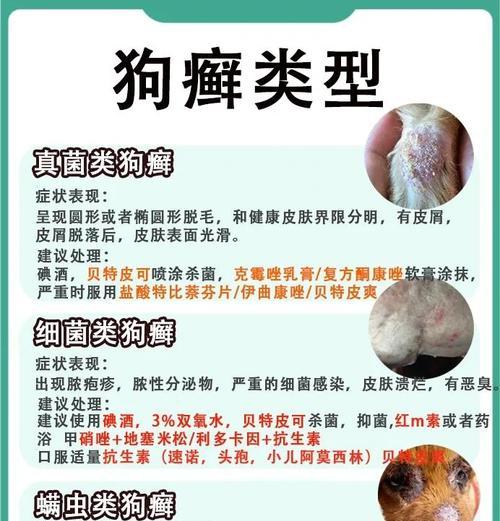 狗狗癣治疗需要多长时间？分阶段解析与护理要点