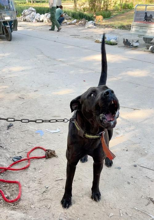 小犬为何对大狗凶叫，大狗为何默默走开